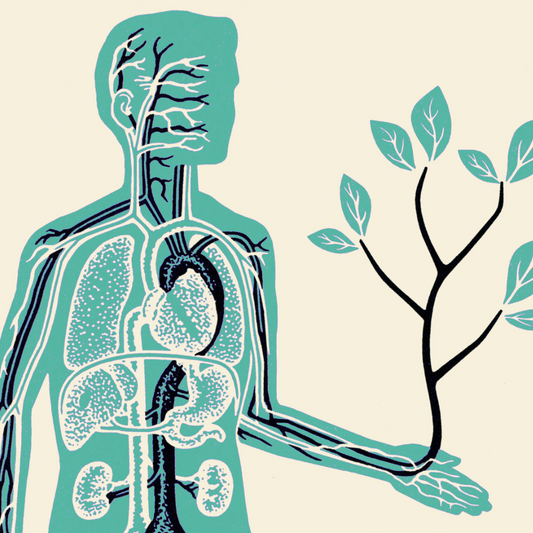 How Does CBD Really Work?